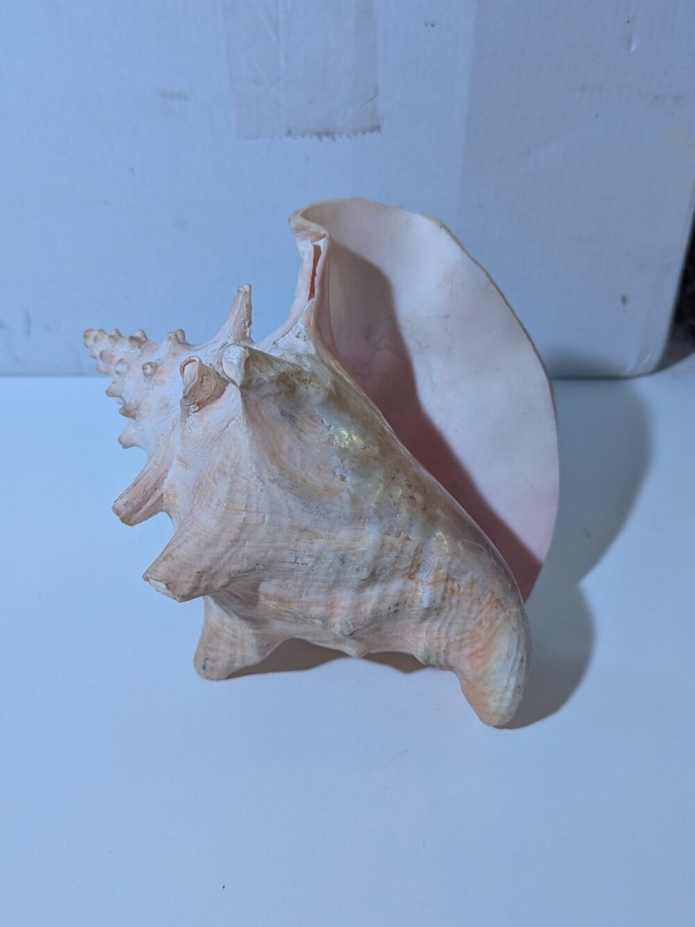 Queen Conch Shell